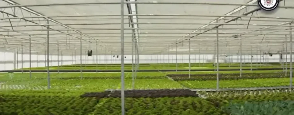 St. Kitts Greenhouse Village Boosts Food Security