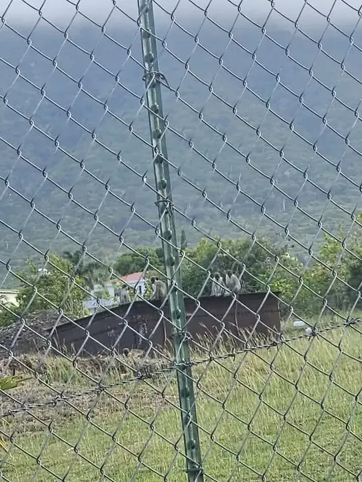 Nevis Residents Demand Action on Green Monkeys Threatening Crops Nevis Residents Demand Action on Green Monkeys Threatening Crops