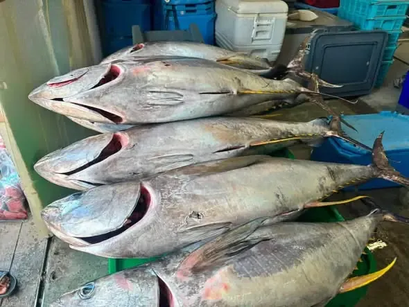 St. Kitts and Nevis Deploys 21 FADs to Boost Fisherfolk Opportunities St. Kitts and Nevis Deploys 21 FADs to Boost Fisherfolk Opportunities